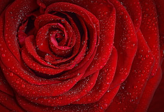 Macro Close-Up of Red Rose with Water Droplets
