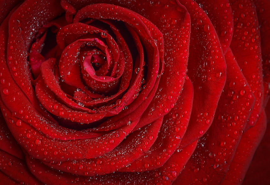 Macro Close-Up of Red Rose with Water Droplets