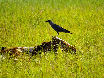 Black bird perched on dead cow in green grass field