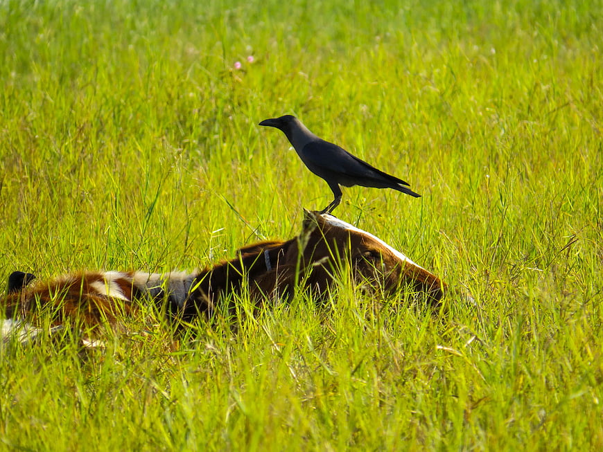 Black bird perched on dead cow in green grass field