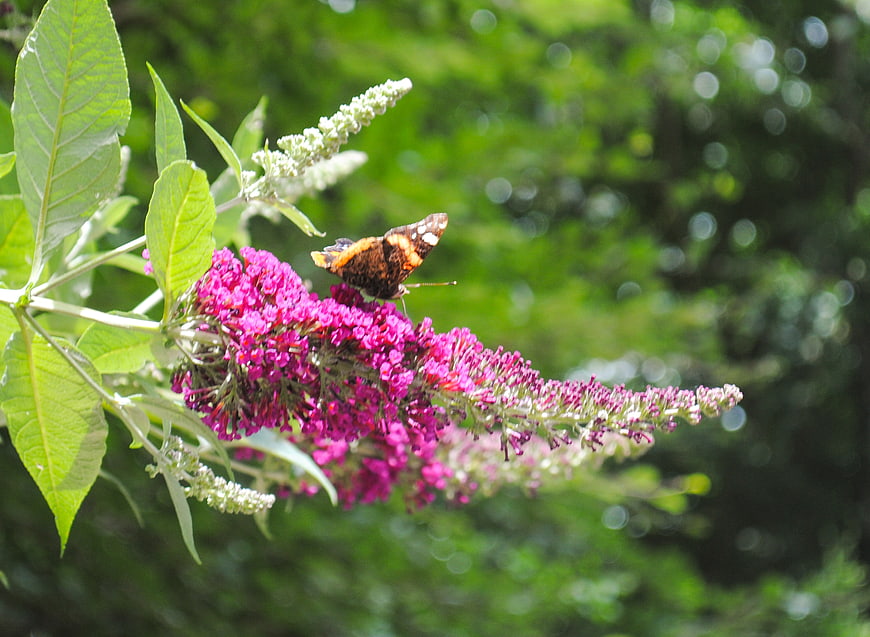 Painted Lady Butterfly on Purple Butterfly Bush