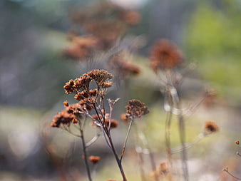 Close-up of dried brown wildflowers in a blurred meadow