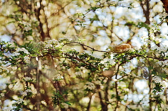White flowering branches in sunlit spring garden