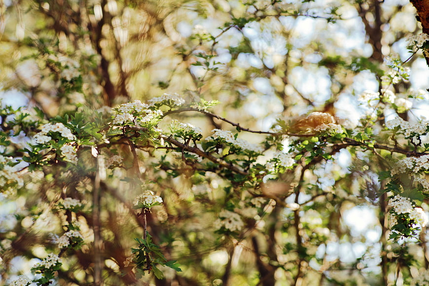 White flowering branches in sunlit spring garden