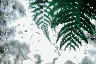 Green fern leaves behind rainy window glass with water droplets