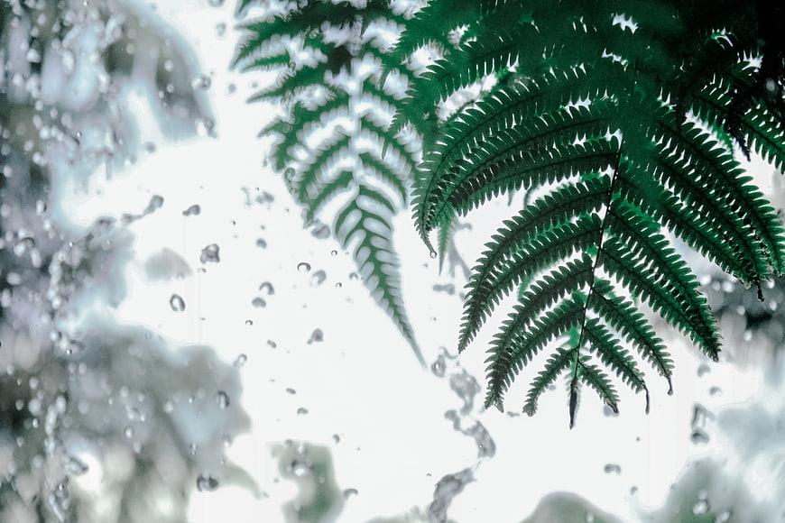 Green fern leaves behind rainy window glass with water droplets