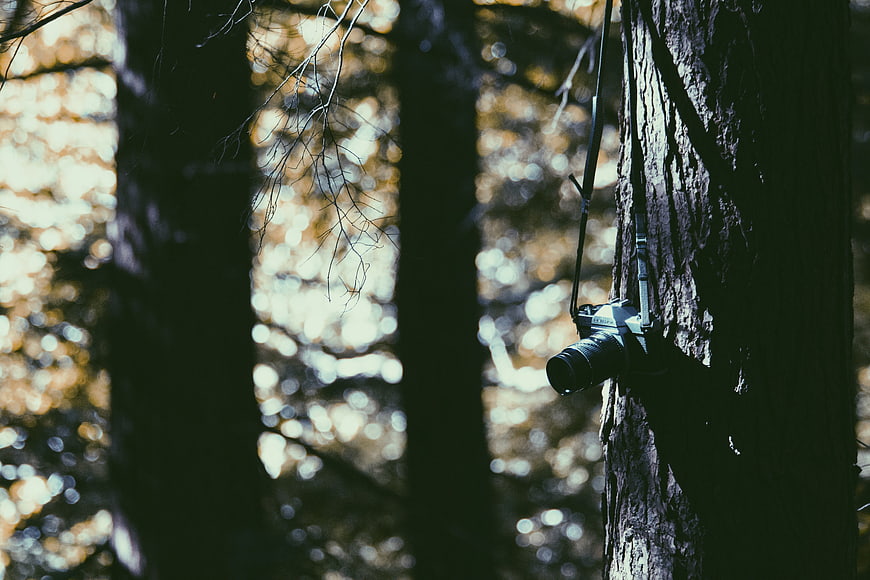 Camera Hanging on Tree in Forest with Bokeh Background