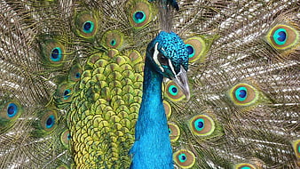 Vibrant Blue Peacock with Spread Tail Feathers