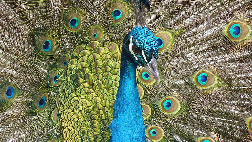 Vibrant Blue Peacock with Spread Tail Feathers