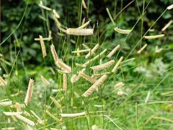 Close-up of Golden Foxtail Grass in Green Field