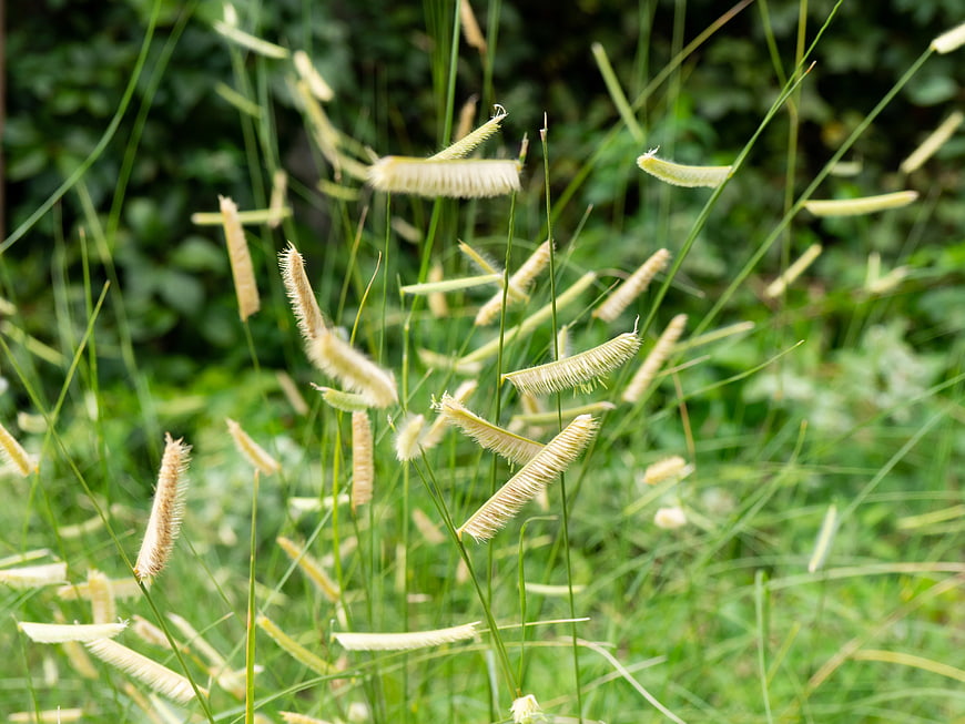 Close-up of Golden Foxtail Grass in Green Field
