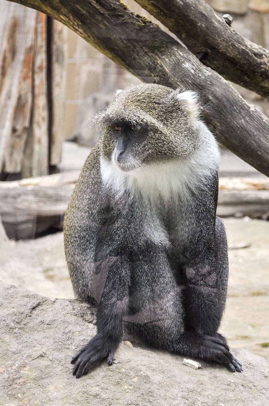 Vervet monkey sitting on rock in zoo enclosure
