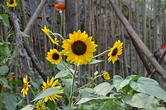 Vibrant Yellow Sunflowers Blooming in Garden