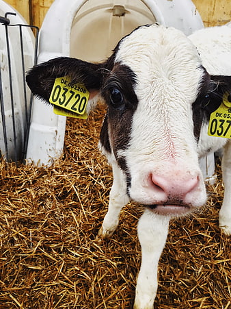 Close-up portrait of a cute black and white calf in a barn