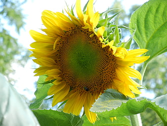 Close-up of a vibrant yellow sunflower with green leaves