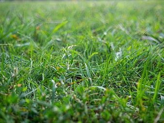 Close-up of Green Grass Blades with Shallow Depth of Field