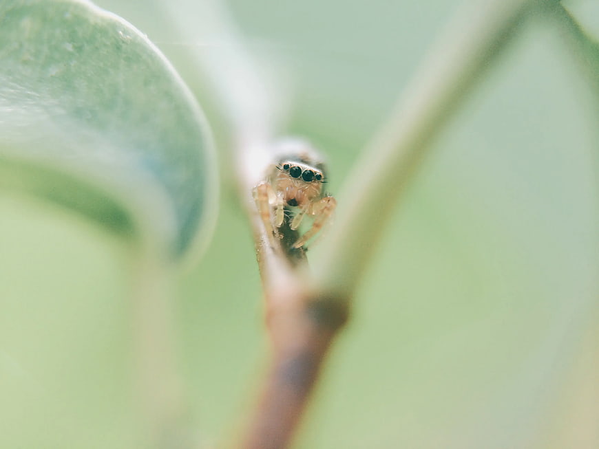 Macro shot of a jumping spider on a green leaf