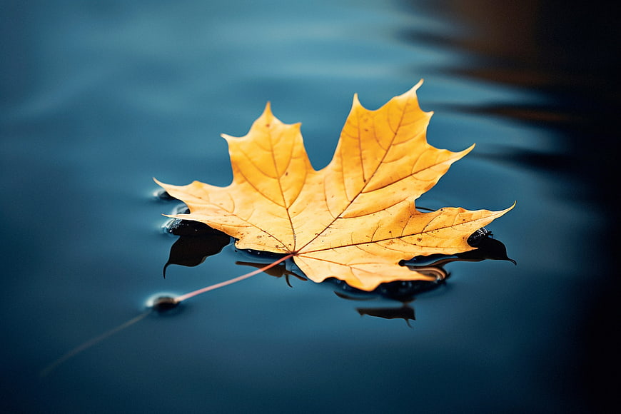 Golden Maple Leaf Floating on Blue Water Surface