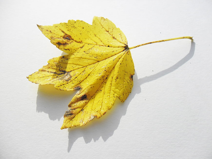 Yellow autumn maple leaf on white background