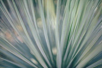 Abstract Blue Green Plant Texture with Motion Blur