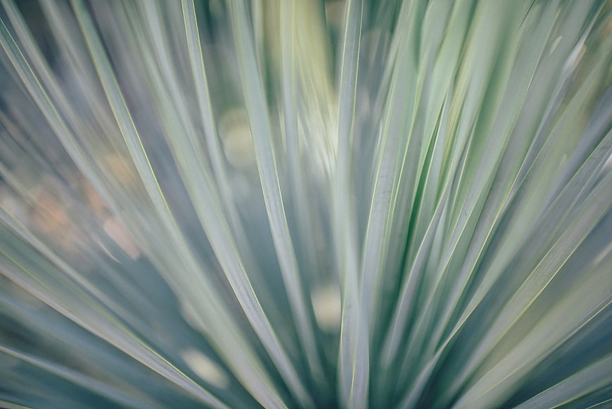 Abstract Blue Green Plant Texture with Motion Blur