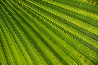 Close-up texture of vibrant green palm leaf veins