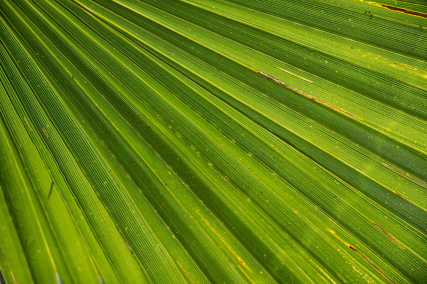 Close-up texture of vibrant green palm leaf veins