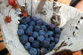 Fresh blueberries in rustic birch bark bowl