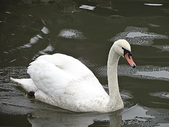 White Mute Swan Swimming in Dark Water