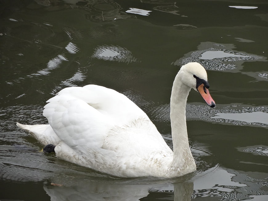 White Mute Swan Swimming in Dark Water