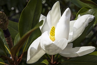 Close-up of white magnolia flower with yellow center