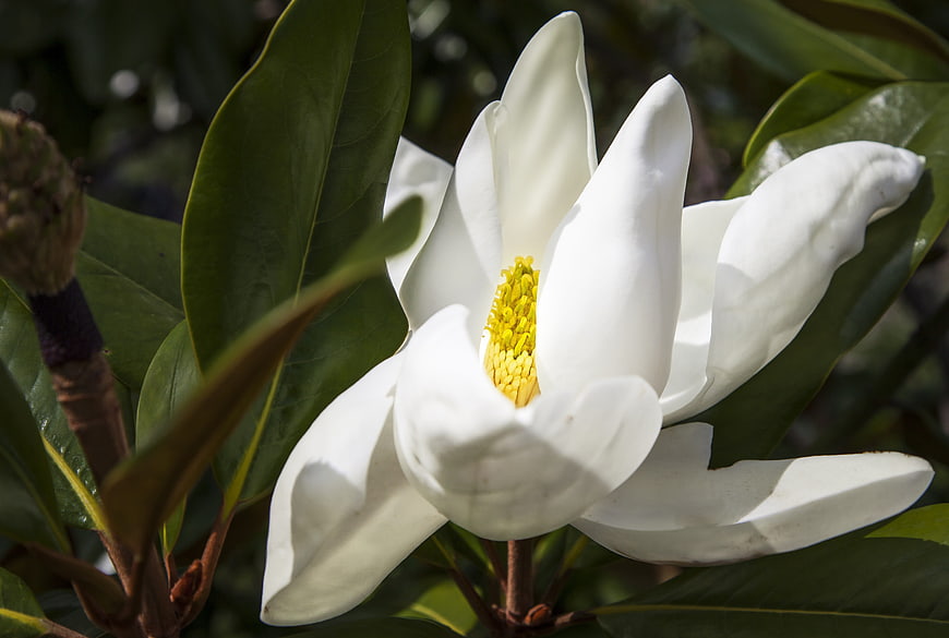 Close-up of white magnolia flower with yellow center