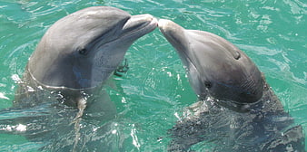 Two dolphins touching noses in turquoise water