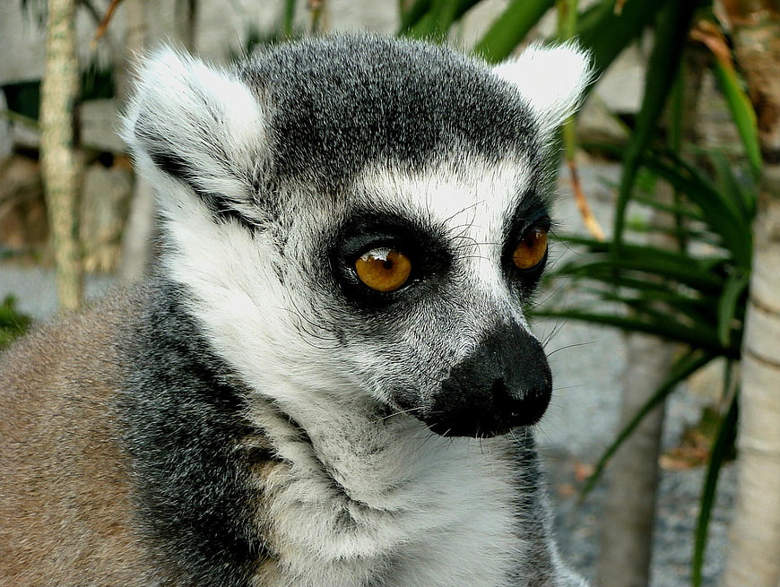 Close-up portrait of a ring-tailed lemur with amber eyes