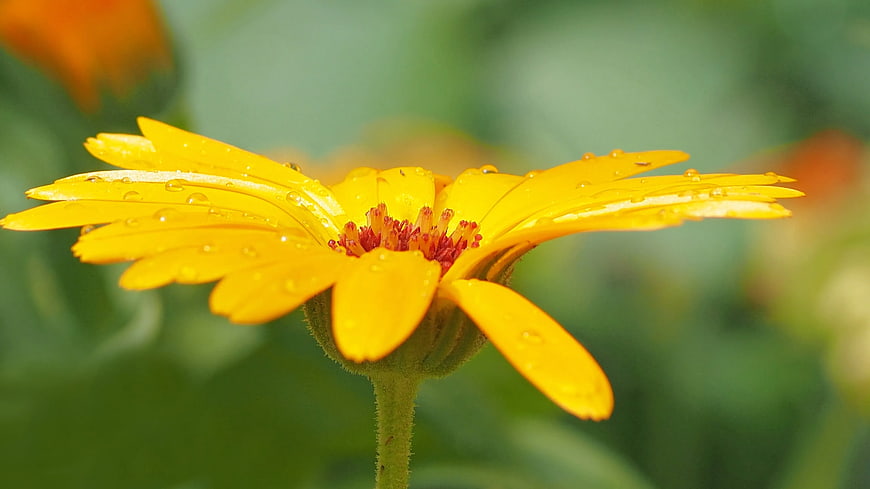 Close-up of yellow calendula flower with water droplets
