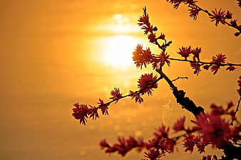 Silhouette of Red Flowering Branch Against Golden Sunset
