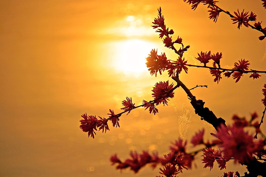Silhouette of Red Flowering Branch Against Golden Sunset
