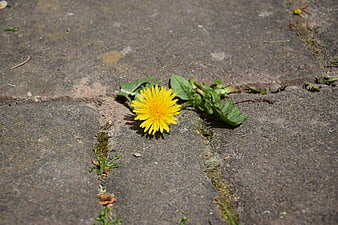 Yellow Dandelion Growing in Concrete Pavement Crack