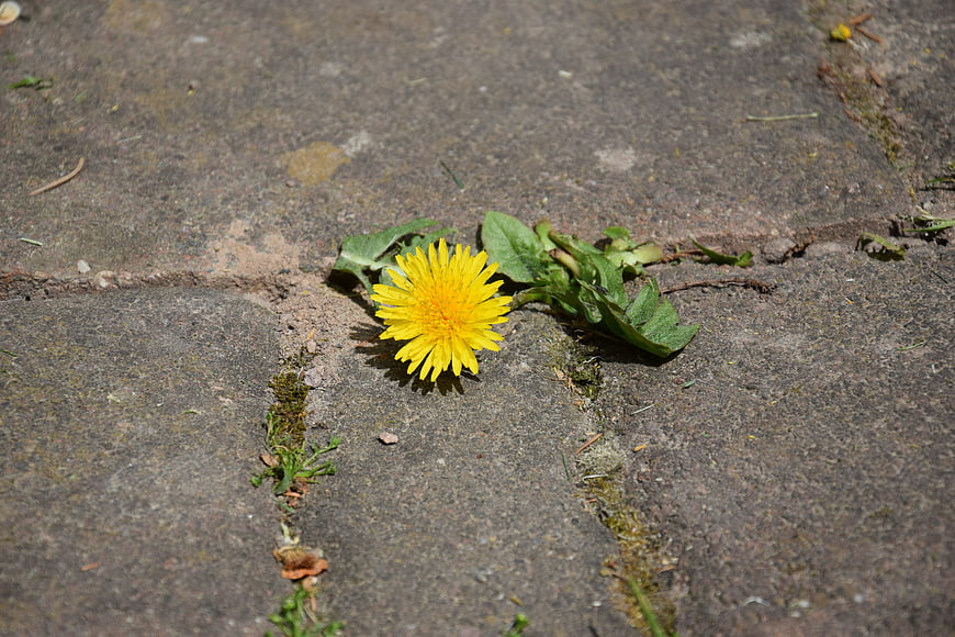 Yellow Dandelion Growing in Concrete Pavement Crack