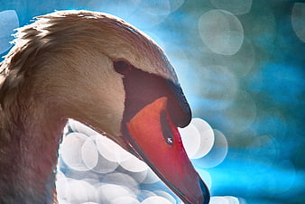Close-up of a Mute Swan Head with Bokeh Background