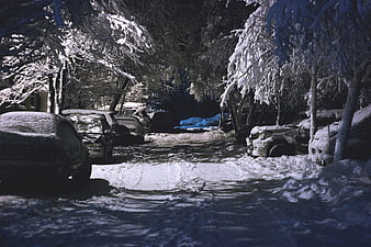Snow-Covered Cars Parked in a Winter Forest