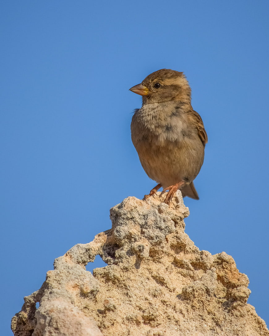 Small brown sparrow perched on a textured rock against a clear blue sky