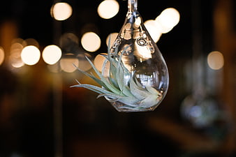 Hanging Air Plant in Glass Terrarium with Bokeh Lights