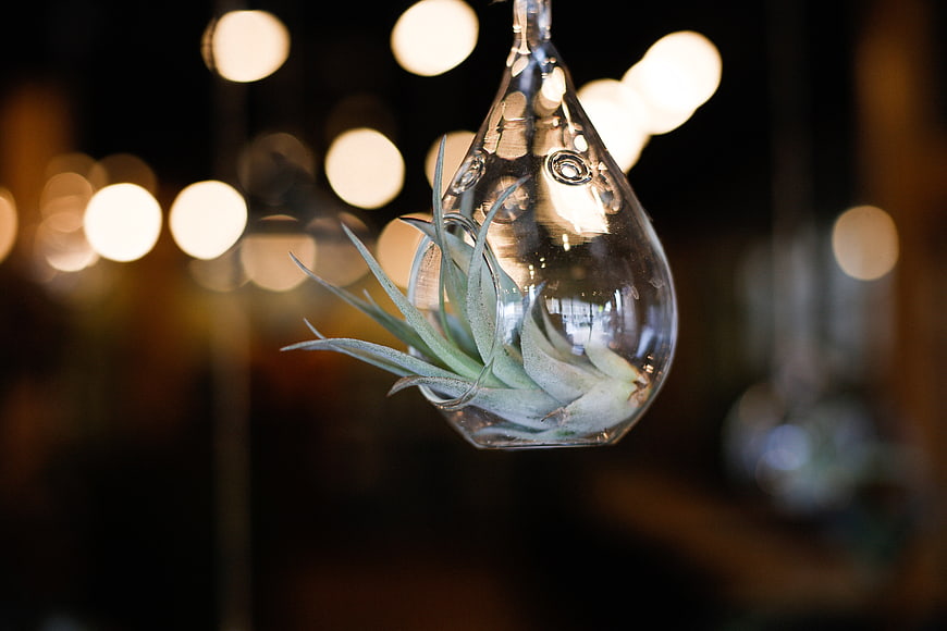 Hanging Air Plant in Glass Terrarium with Bokeh Lights