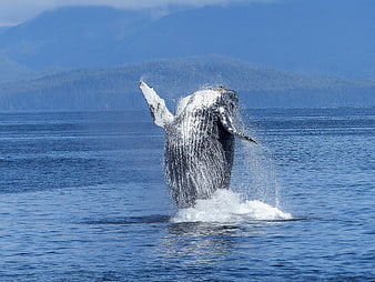 Humpback Whale Breaching in Ocean with Mountain Background