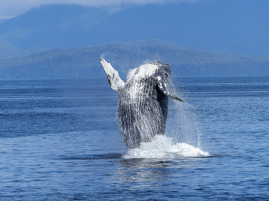 Humpback Whale Breaching in Ocean with Mountain Background