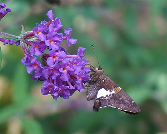 Silver-spotted Skipper Butterfly on Purple Butterfly Bush