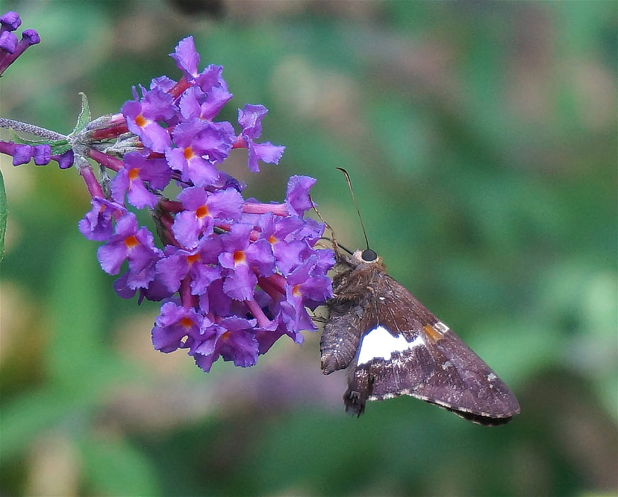 Silver-spotted Skipper Butterfly on Purple Butterfly Bush