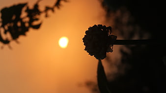 Silhouette of a flower against a golden sunset sky