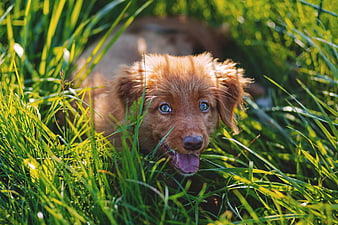 Cute brown puppy lying in tall green grass